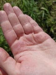 Propylea quatuordecimpunctata