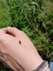 Propylea quatuordecimpunctata
