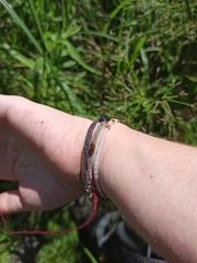 Propylea quatuordecimpunctata