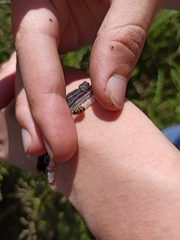 Propylea quatuordecimpunctata