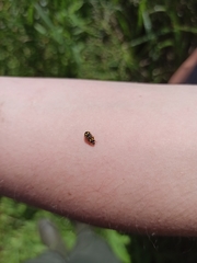 Propylea quatuordecimpunctata