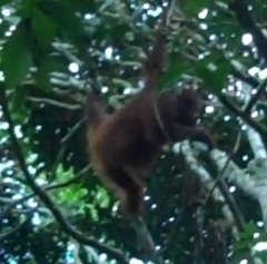 Pongo pygmaeus morio
