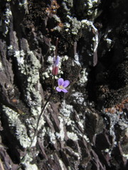 Boechera microphylla