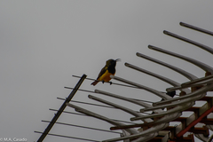 Cinnyris jugularis ornatus