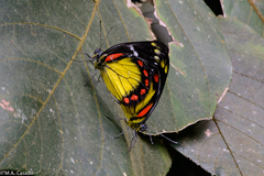 Delias eumolpe