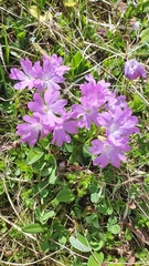 Primula clusiana