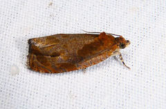 Olethreutes ochrosuffusanum