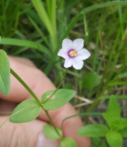 Image of Lysimachia arvensis by no rights reserved