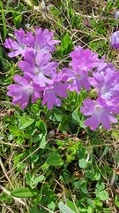 Primula clusiana