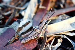 Monistria discrepans