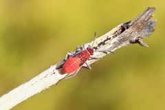 Leptocoris mitellatus