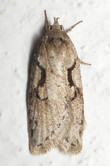 Semioscopis steinkellneriana