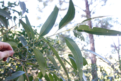 Eucalyptus resinifera