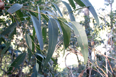 Eucalyptus resinifera