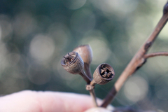 Eucalyptus resinifera