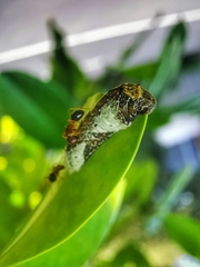 Tajuria cippus maxentius