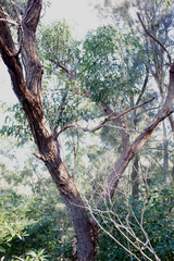 Eucalyptus resinifera