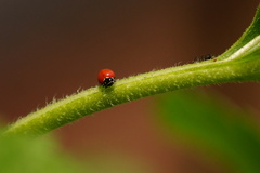 Cycloneda emarginata