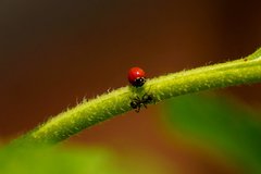 Cycloneda emarginata