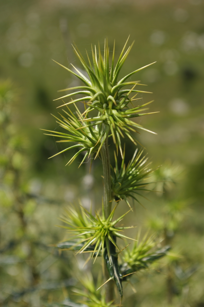 Ptilostemon rhiphaeus