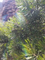 Myricaceae