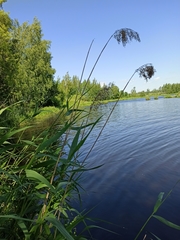 Phragmites australis