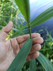 Phragmites australis