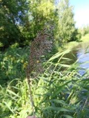 Phragmites australis