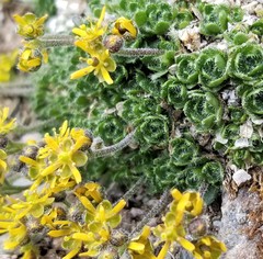 Draba stenopetala