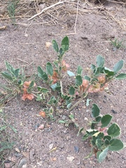 Tripterocalyx micranthus