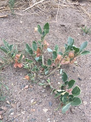 Tripterocalyx micranthus