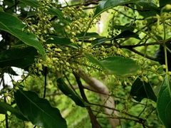 Elaeocarpus serratus