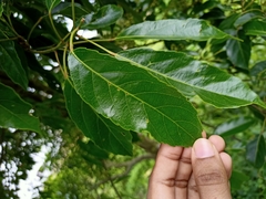 Elaeocarpus serratus