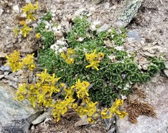 Draba stenopetala