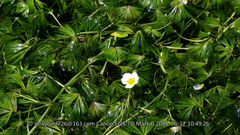 Batrachium pekinense