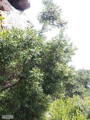 Myricaceae