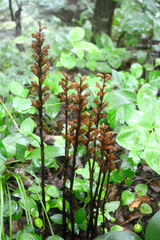 Orobanche laxissima