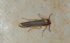 Sozusa scutellata