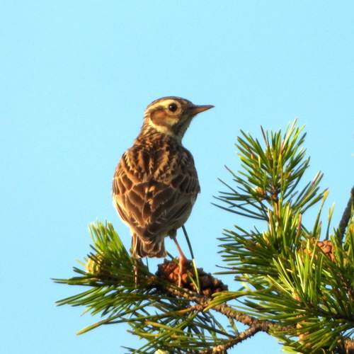 Alondra totovía (Lullula arborea)
