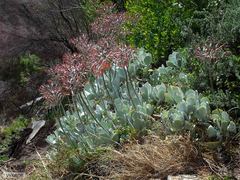 Cotyledon orbiculata orbiculata
