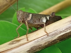 Apalacris varicornis
