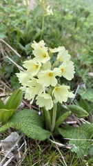 Primula ruprechtii