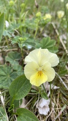 Viola oreades