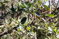 Eucalyptus saligna