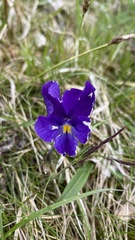 Viola oreades