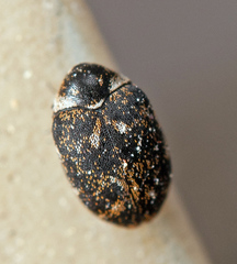 Anthrenus museorum
