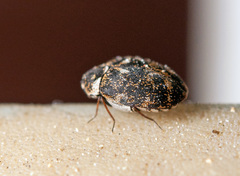 Anthrenus museorum