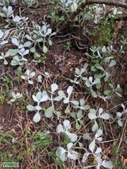 Cotyledon orbiculata orbiculata