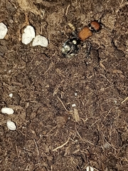 Ronisia brutia