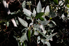 Eucalyptus saligna